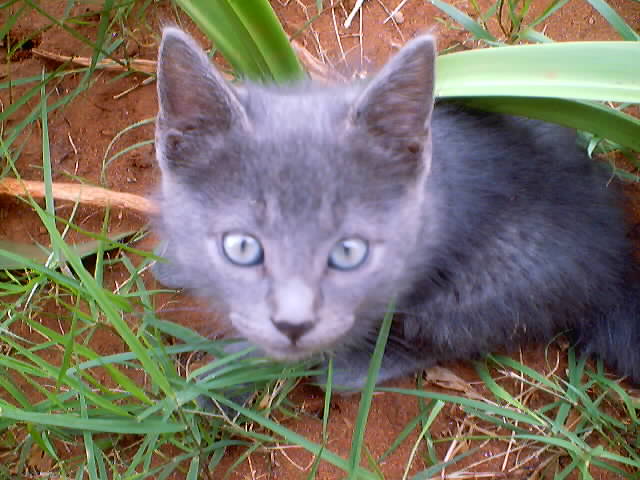 gray kitten, Rubya, Tanzania, 2002