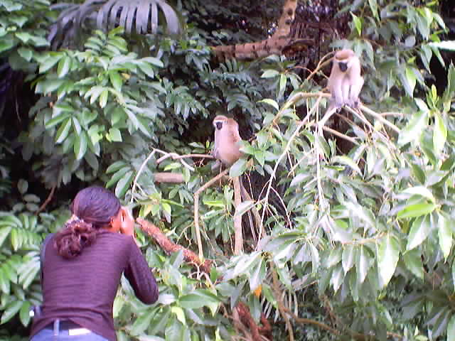 Joanitha photographing monkeys, national arboretum, Entebbe, Uganda, 2003