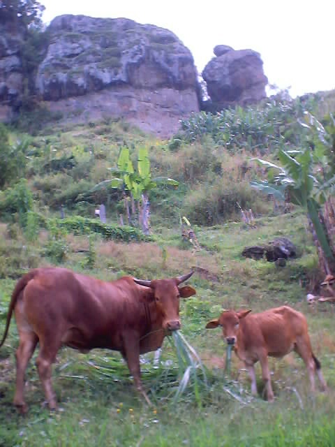 two cows, Mount Elgon, Uganda, 2003