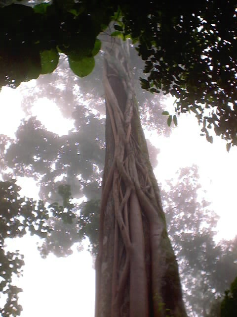 vine-covered tree, Mount Elgon, Uganda, 2003