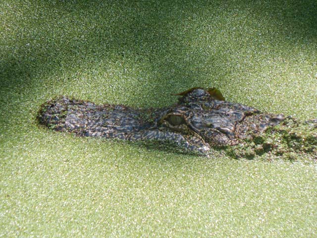 alligator, New Orleans, Louisiana, 2016