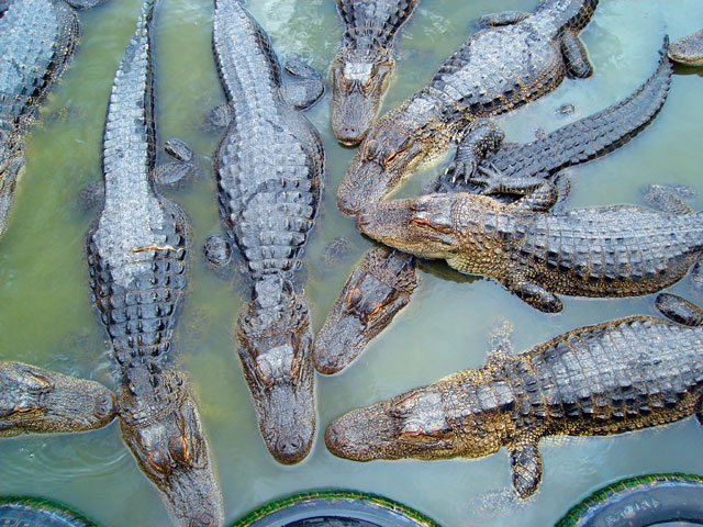 alligators, Colorado Gator Farm, Mosca, Colorado, 2010