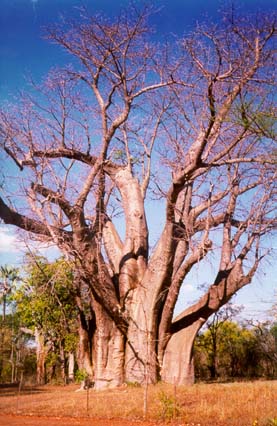baobab tree, Victoria Falls, Zimbabwe, 1995