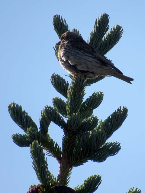 bird, Snowy Range, Wyoming, 2019