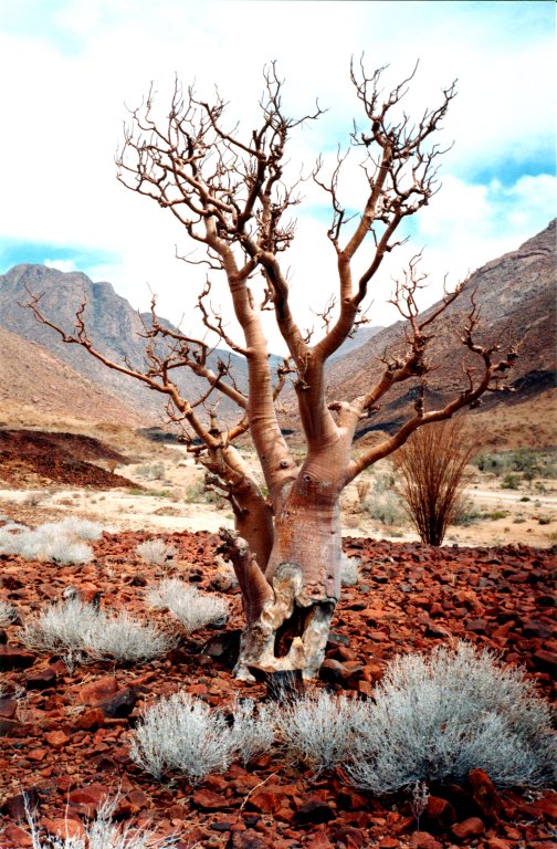 tree and valley, Brandberg, Namibia, 1997