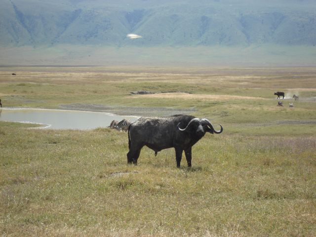 buffalo, Ngorongoro, Tanzania, 2008