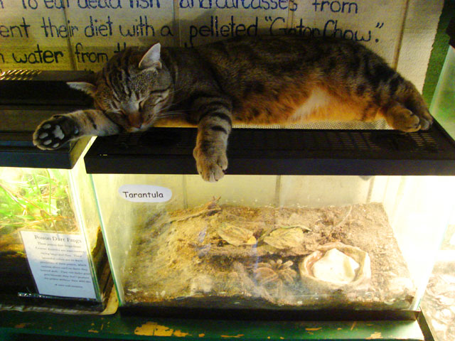 cat sitting on tarantula and poison dart frogs cages, Colorado Gator Farm, Mosca, Colorado, 2010