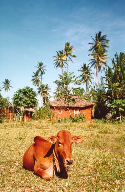 cow and hut, Zanzibar, Tanzania, 1995