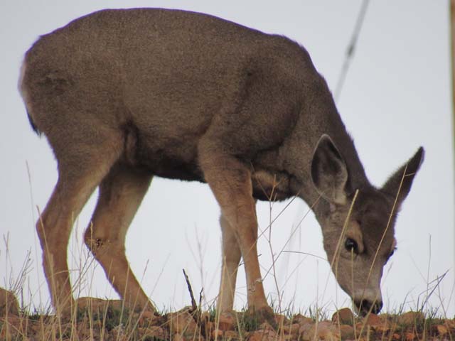 young mule deer, Reservoir Ridge, Horsetooth Reservoir, Fort Collins, Colorado, 2019