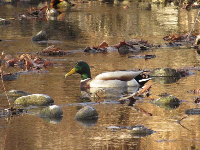 mallard duck in Poudre River, Fort Collins, Colorado, 2019