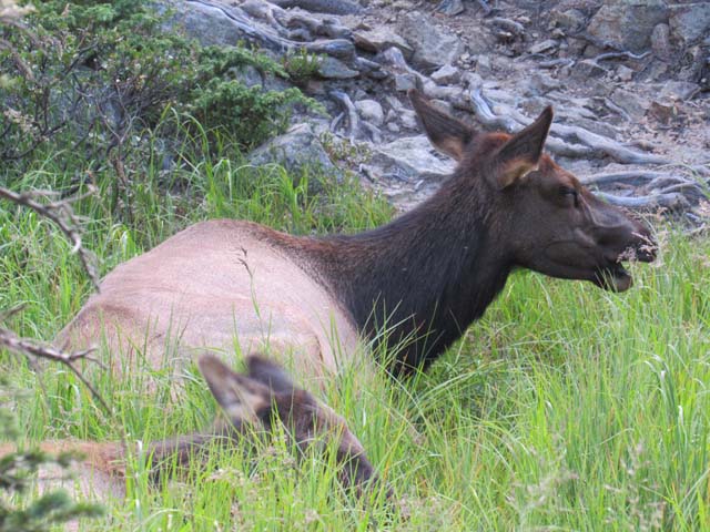 elk cow with calf, Mills Lake, Rocky Mountain National Park, Colorado, 2019