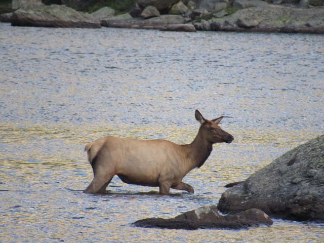 elk crossing Mills Lake, Rocky Mountain National Park, Colorado, 2019