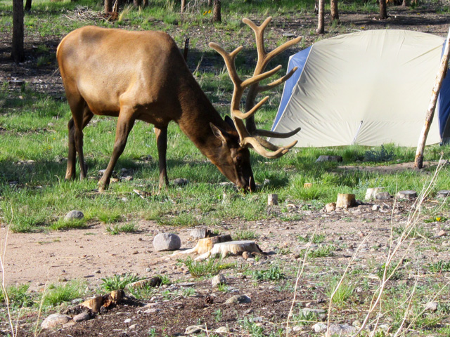 elk near a tent, Rocky Mountain National Park, Colorado, 2011