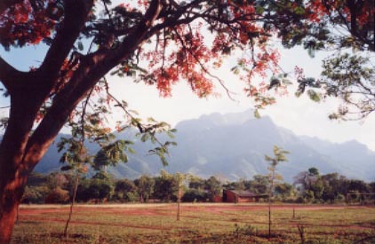 flamboyant tree, Morogoro, Tanzania, 1995