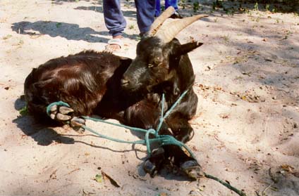 goat, Ohangwena, Namibia, 1995
