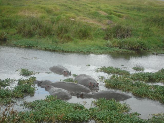Hippo pool, Ngorongoro, Tanzania, 2008