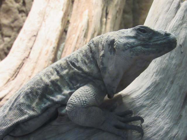 iguana, Denver Aquarium, Denver, Colorado, 2016