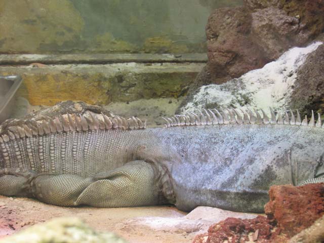 iguana body, National Zoo, Washington, DC, 2017