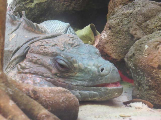 iguana head, National Zoo, Washington, DC, 2017
