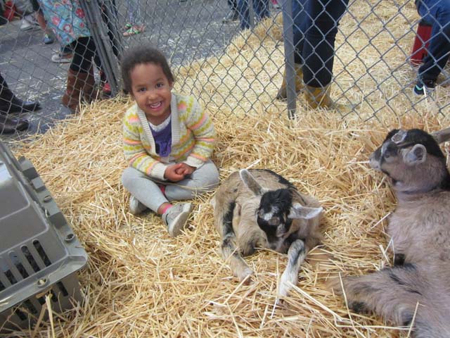 Irene with goats at the CSU Vet Teaching Hospital, Fort Collins, Colorado, 2017