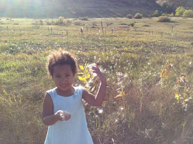 Irene with milkweed seeds, Fort Collins, Colorado, 2017