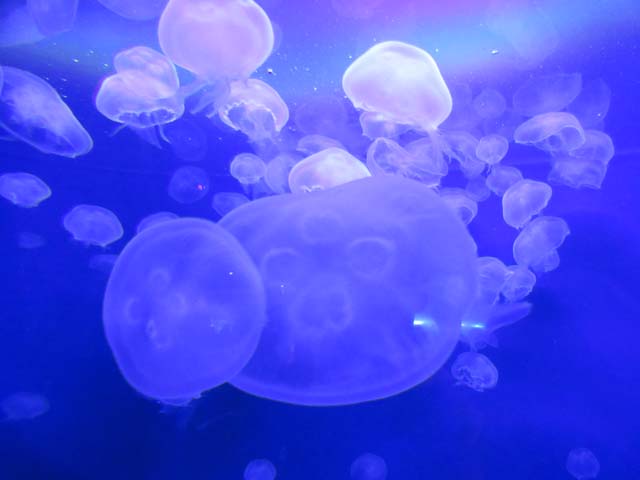 jellyfish, Denver Aquarium, Denver, Colorado, 2016