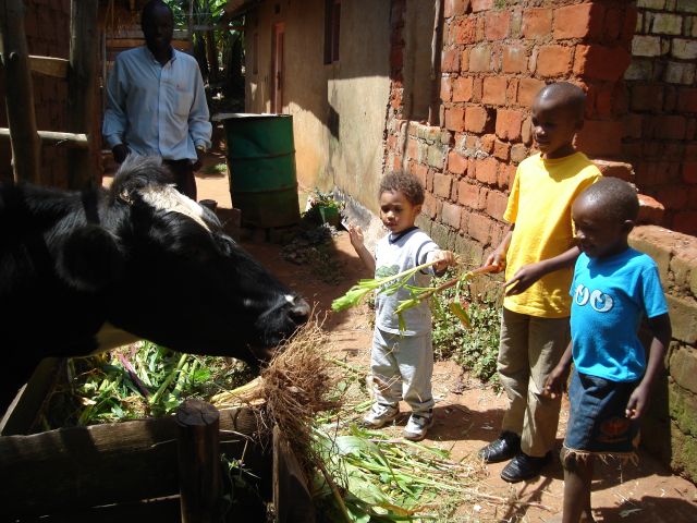 Joachim feeding a cow, "Kanazi, Kagera", Tanzania, 2008