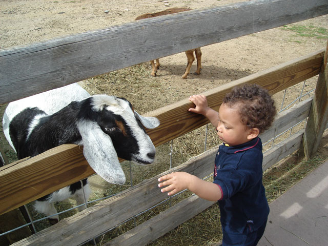 Joachim with a goat, Lee Martinez Park, Fort Collins, Colorado, 2007