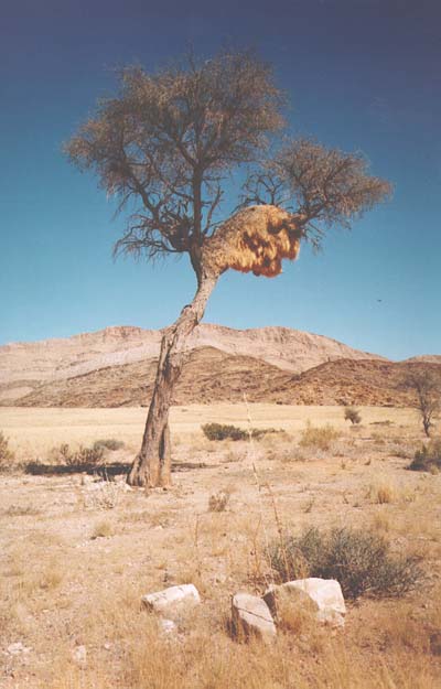 sociable weaver nest, Uis Myn, Namibia, 1997