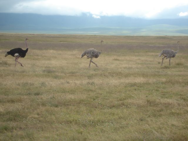 ostriches, Ngorongoro, Tanzania, 2008