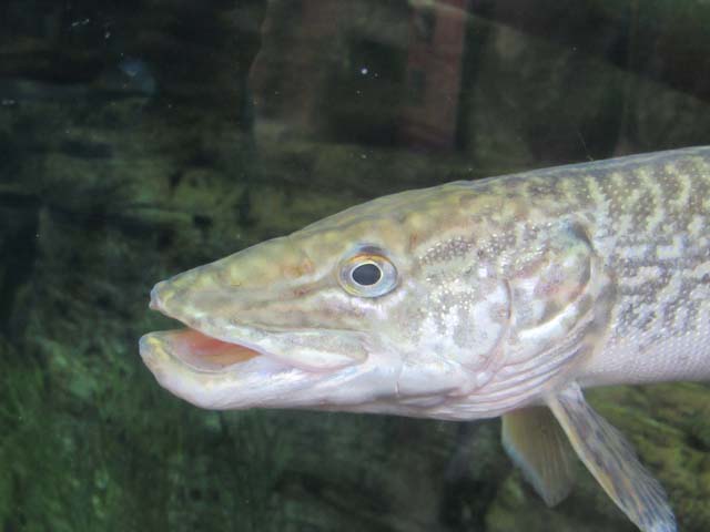 pike, Denver Aquarium, Denver, Colorado, 2016