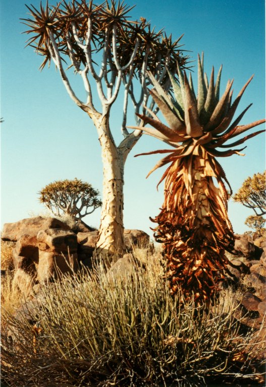 aloe and quiver tree, Kokerboomwoud, Keetmanshoop, Namibia, 1997