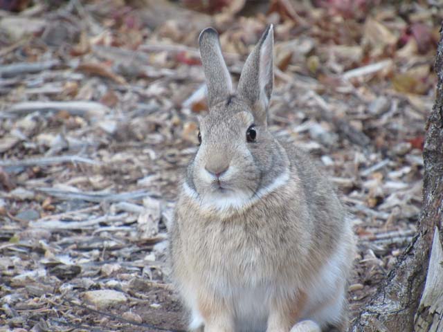 rabbit at Colorado State University, Fort Collins, Colorado, 2019