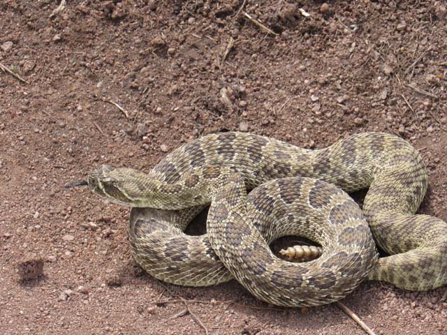 rattlesnake, Roxborough State Park, Colorado, 2019