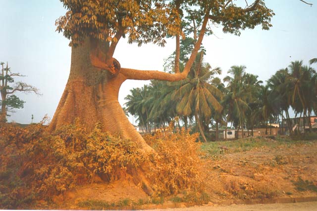 red tree, Elmina, Ghana, 1997