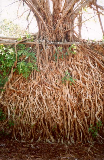 tree roots, Changuu (Prison) Island, Zanzibar, Tanzania, 1995