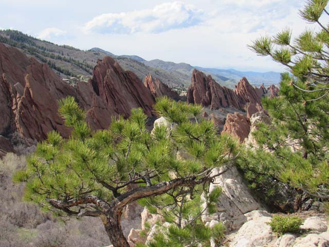 pines and flatirons, Roxborough State Park, Colorado, 2019