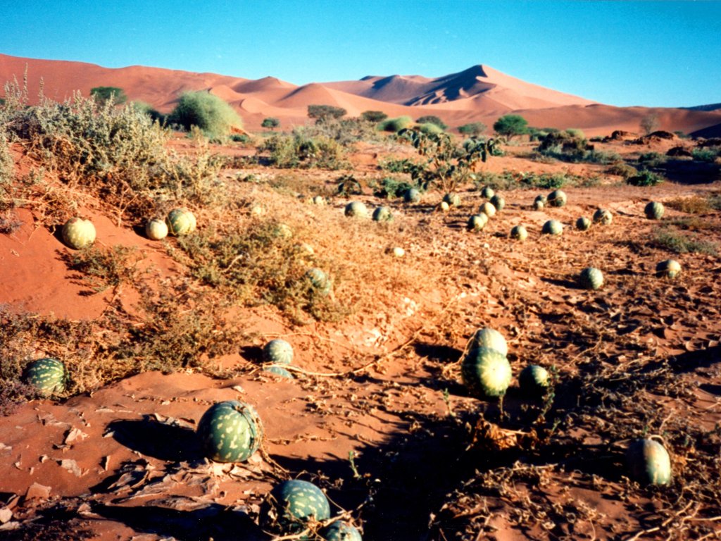 melons, Sossusvlei, Namibia, 1997
