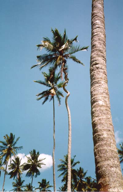 spiraling palm tree, Zanzibar, Tanzania, 1995