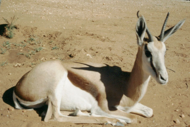 springbok, Harmony Centre, Windhoek, Namibia, 1994