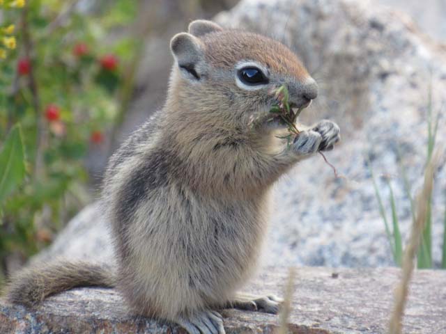ground squirrel eating, Rocky Mountain National Park, Colorado, 2019