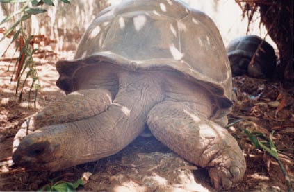 tortoise, Prison Island, Zanzibar, Tanzania, 1995