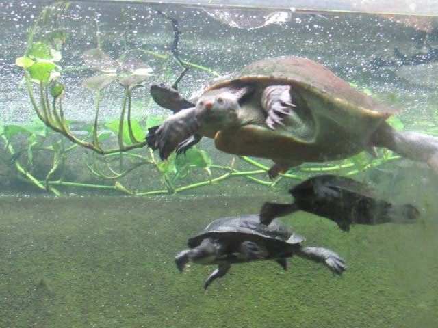 turtles, National Zoo, Washington, DC, 2017