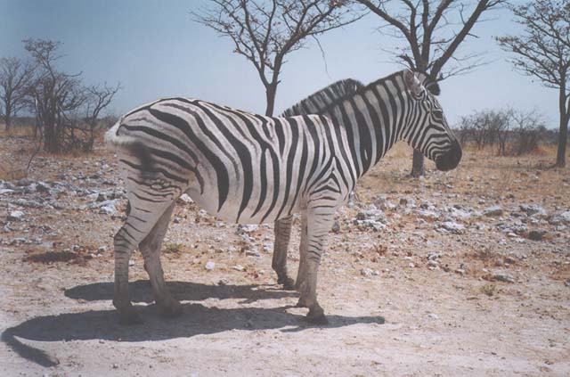 two zebra, Etosha National Park, Okaukuejo, Namibia, 1997