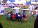 goat races, Speke Resort, Munyonyo, Uganda, 2003
