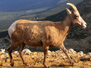 bighorn sheep, Mount Evans, Colorado, 2012