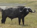 buffalo, Ngorongoro, Tanzania, 2008