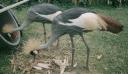two crested cranes, Entebbe Wildlife Education Centre, Entebbe, Uganda, 2003