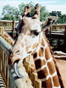 Giraffe, Cheyenne Mountain Zoo, Colorado Springs, Colorado, 2005