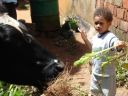 Joachim feeding a cow, "Kanazi, Kagera", Tanzania, 2008